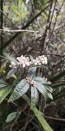 Image of Zieria arborescens Sims