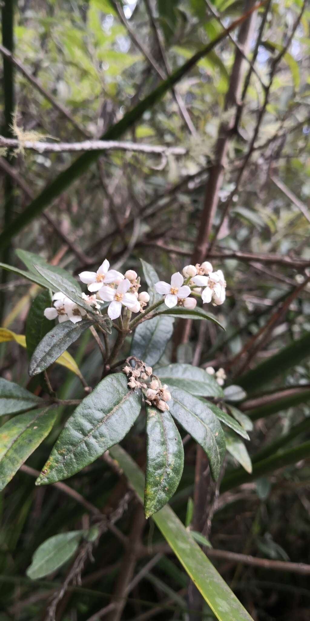 Image of Zieria arborescens Sims