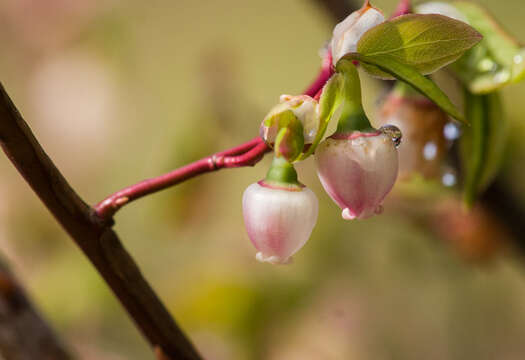 Vaccinium ovalifolium Sm. resmi