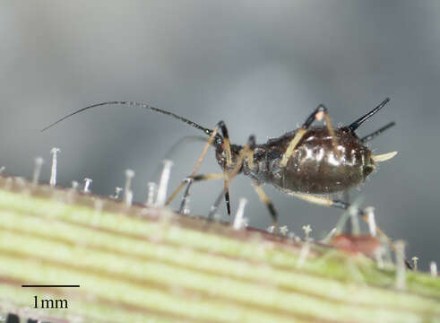 Image of Aphid