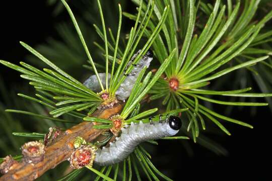 Image of Larch sawfly