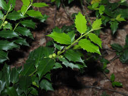 Image of Ilex colchica Pojark.