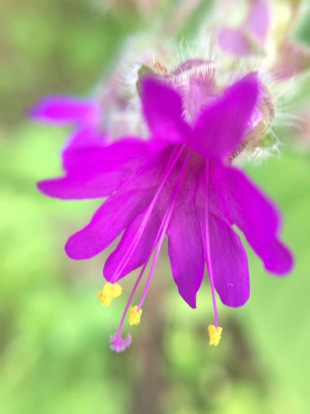 Image of Mirabilis violacea (L.) Heimerl