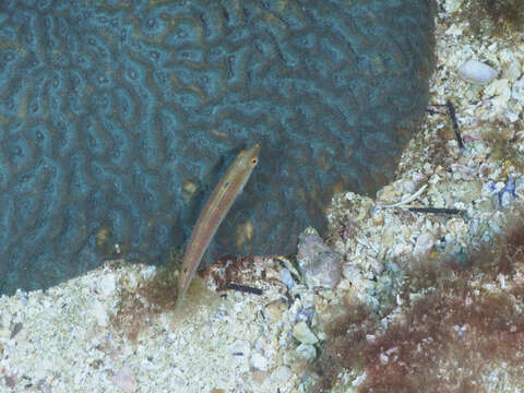 Image of Rainbow Slender Wrasse