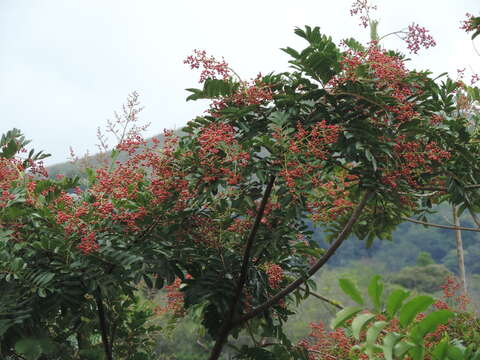 Image of Mosquitoxylum