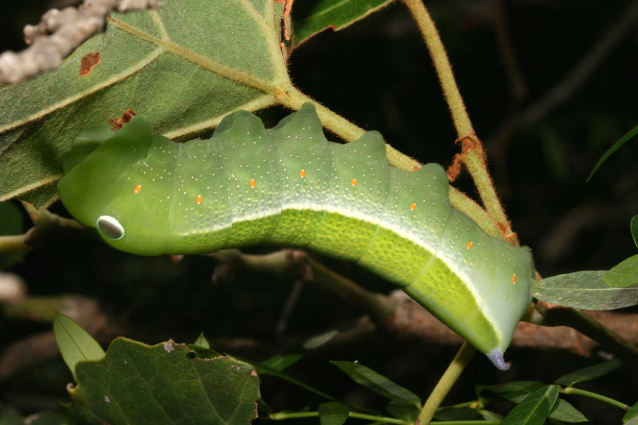 Image of Theretra capensis (Linnaeus 1764)