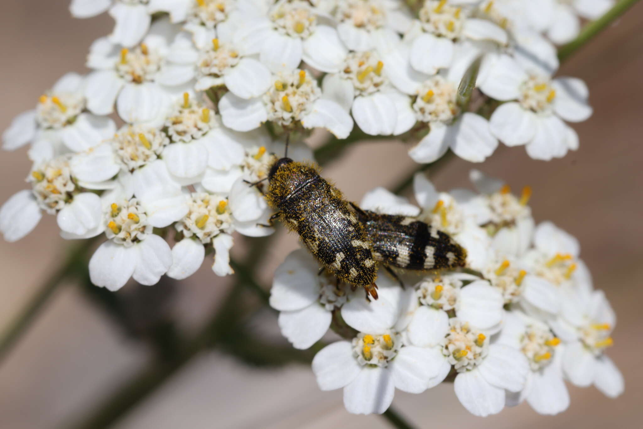 Слика од Acmaeodera idahoensis Barr 1969