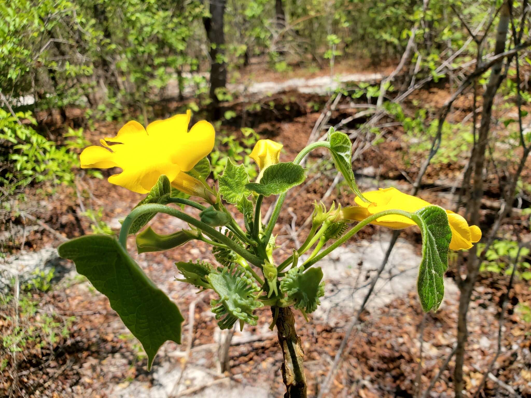 صورة Uncarina peltata (Baker) Stapf