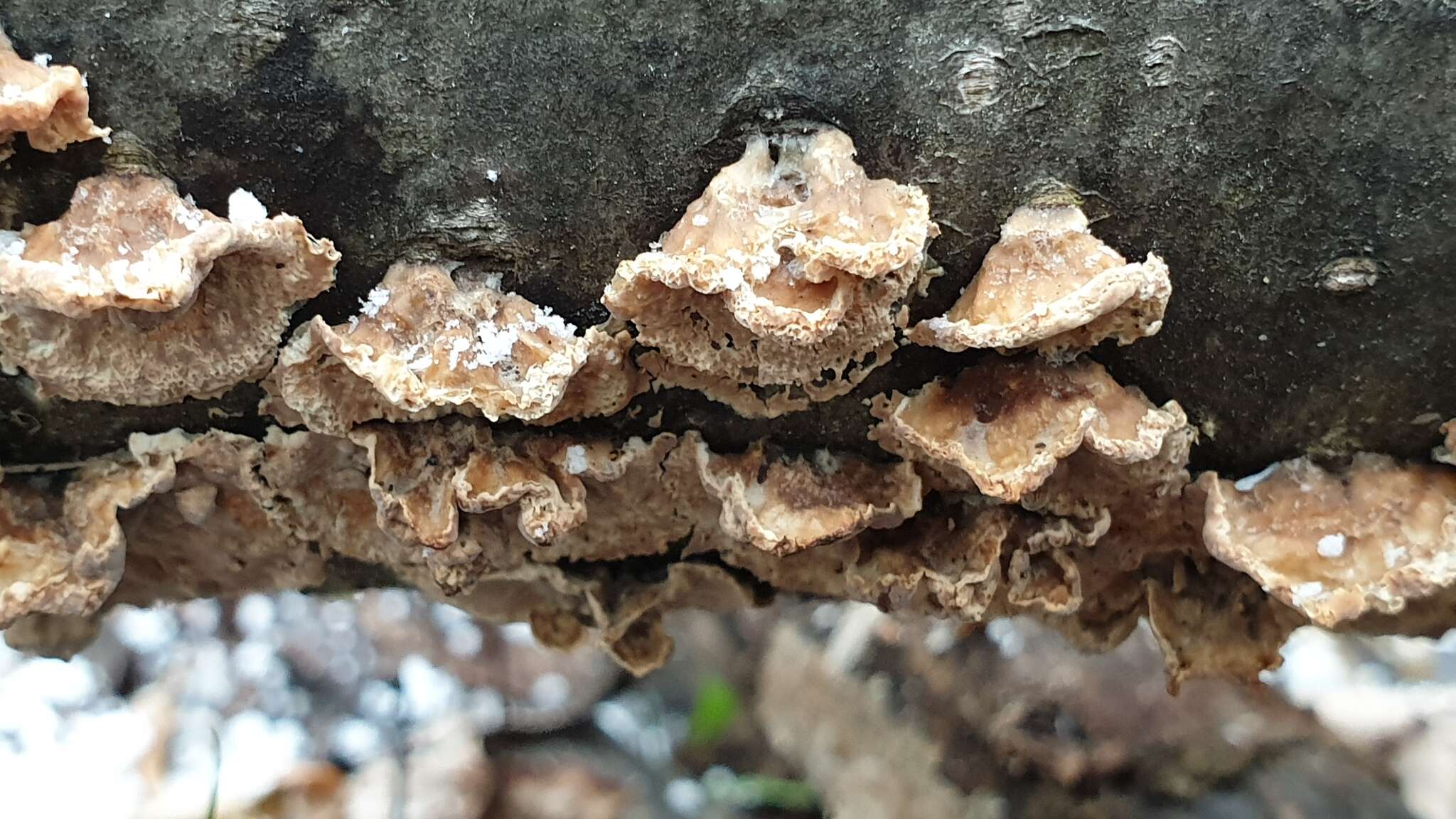 Image of Laxitextum bicolor (Pers.) Lentz 1956