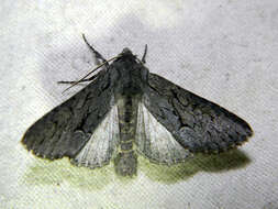 Image of Dark Grey Fishia Moth