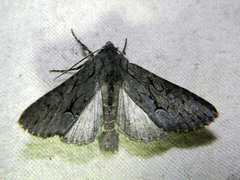 Image of Dark Grey Fishia Moth