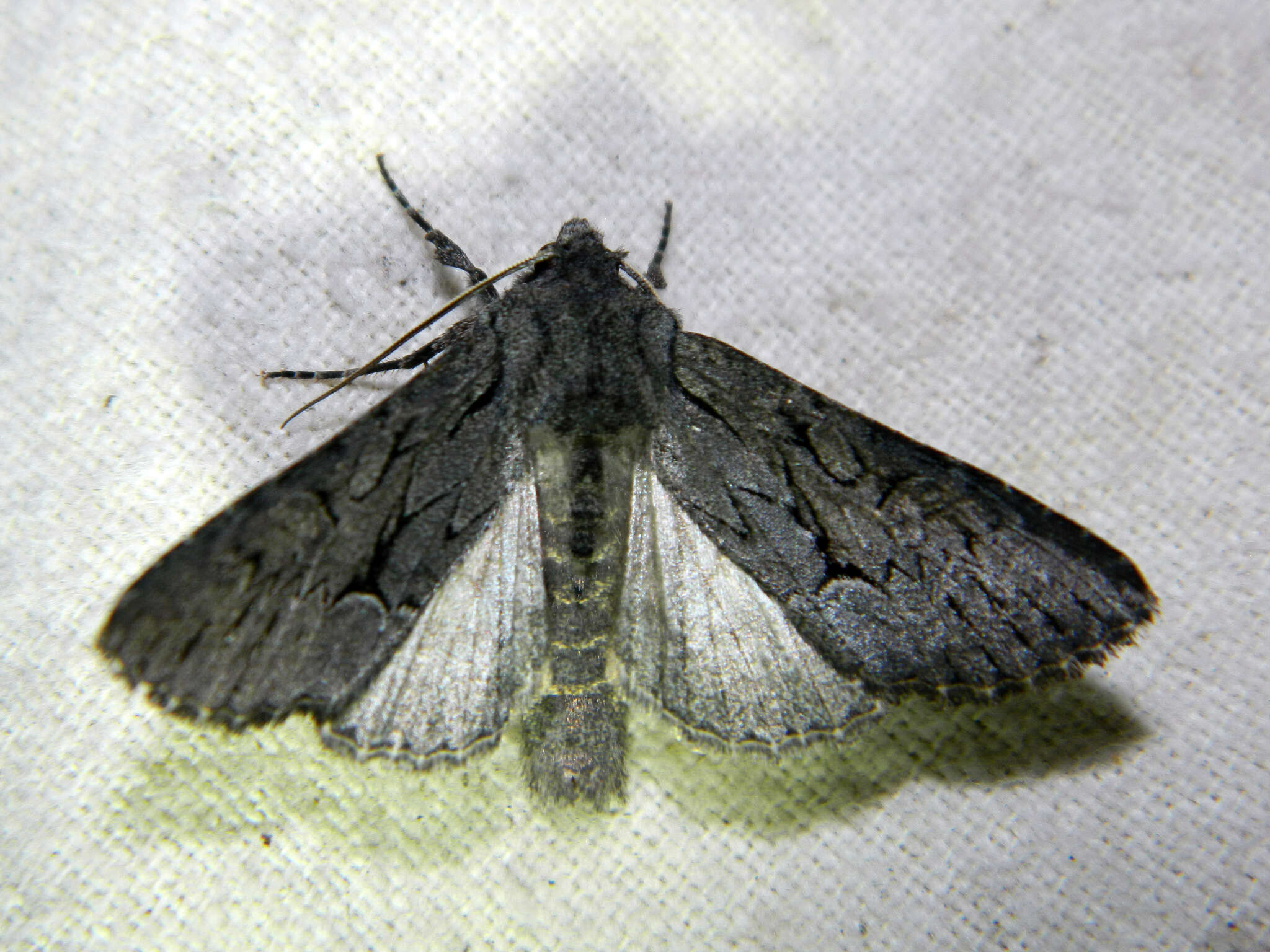Image of Dark Grey Fishia Moth