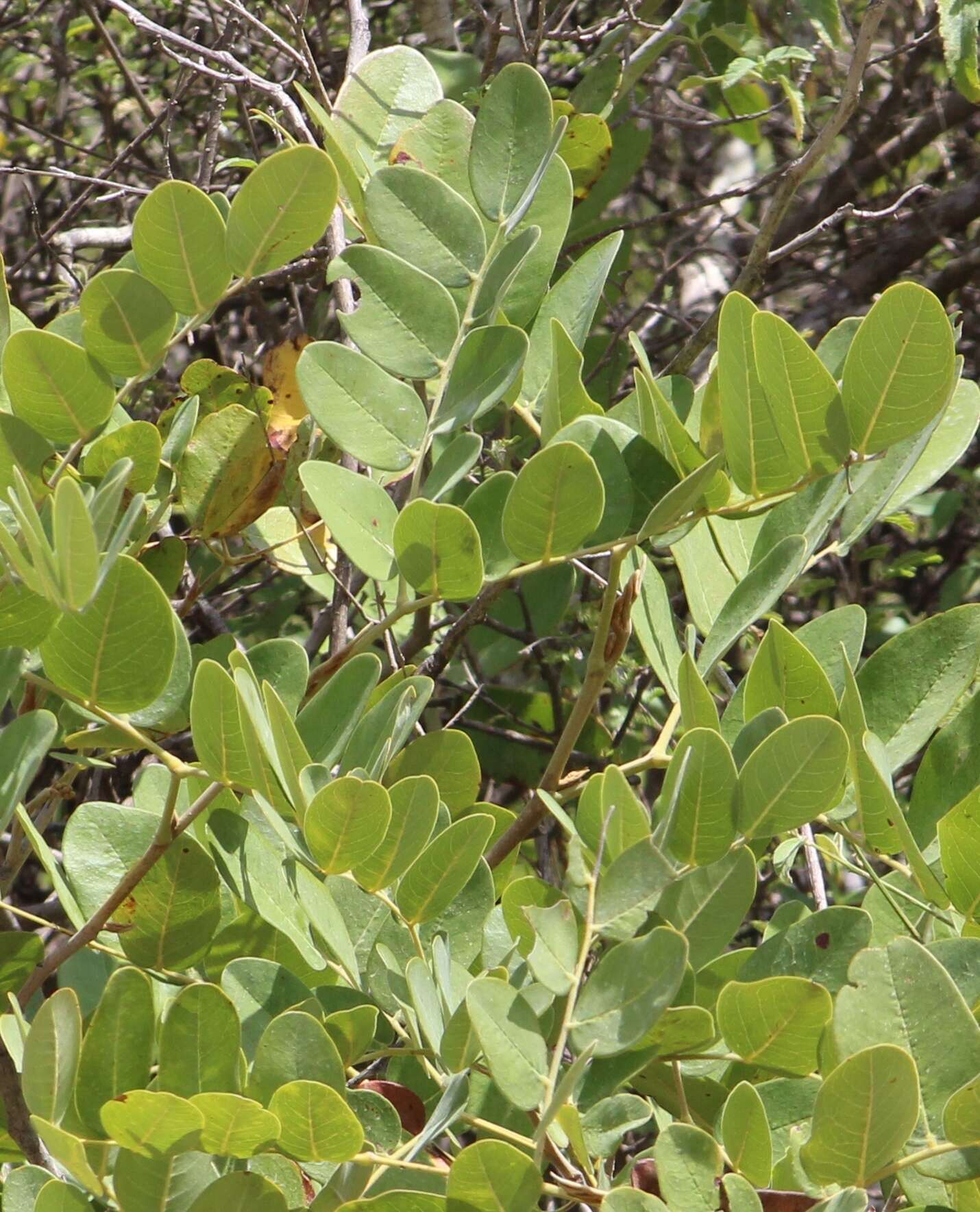 Image of Pseudosmodingium virletii (Baill.) Engl.
