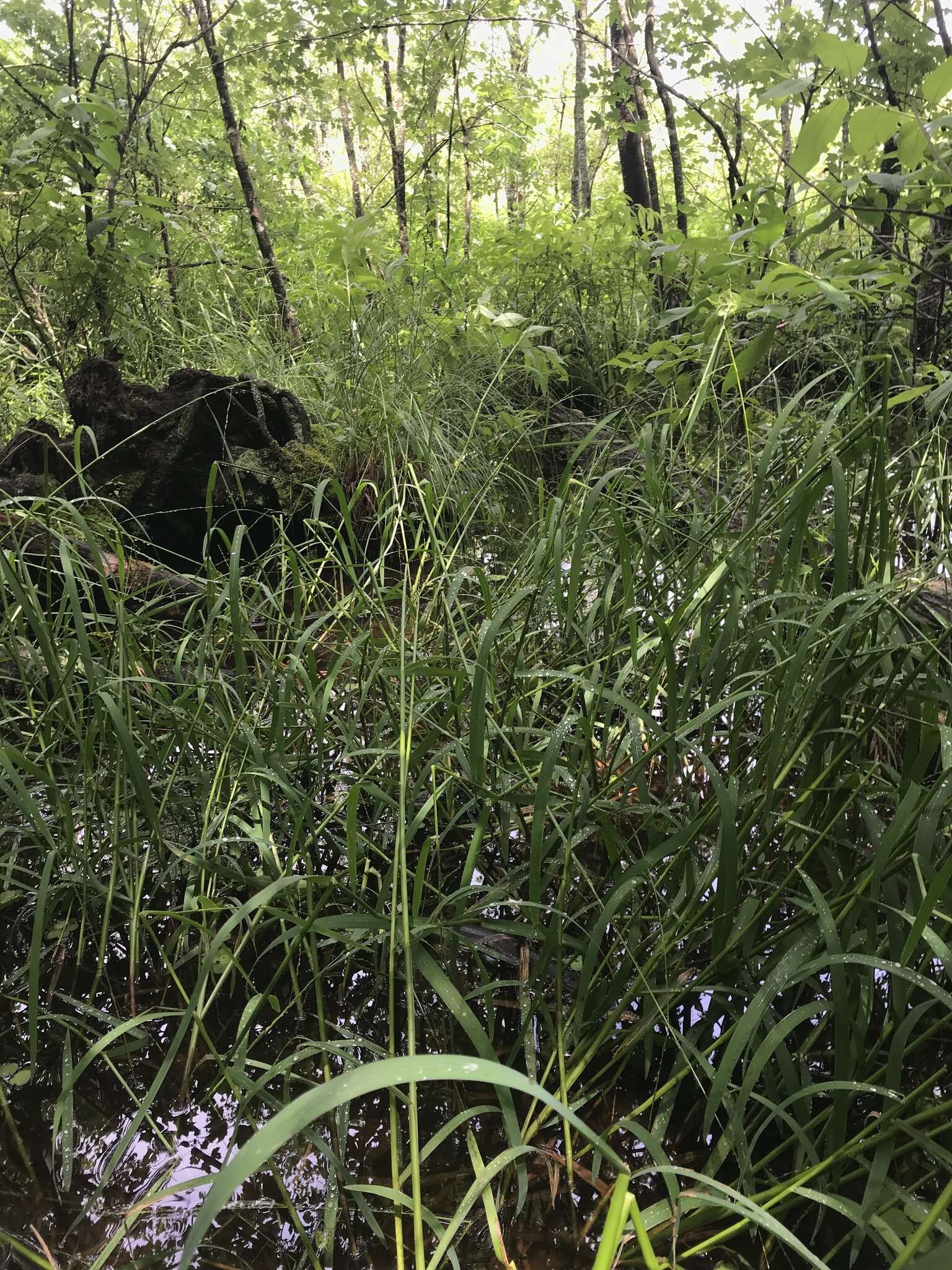 Image of Arkansas Manna Grass