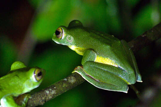 Image of Parachuting frog