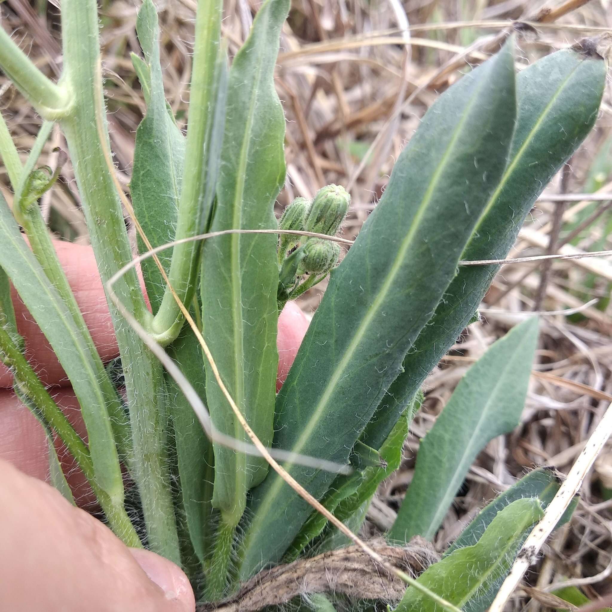 Image of Rusby's hawkweed