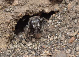 Image of Tachysphex nigerrimus (F. Smith 1856)