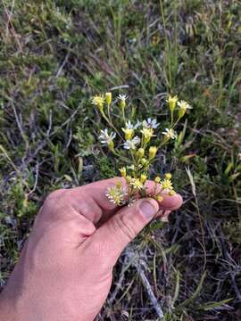 Image de Solidago krotkovii B. Boiv.