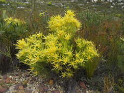 Plancia ëd Leucadendron xanthoconus (Kuntze) K. Schum.