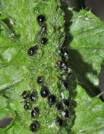 Слика од Brachycaudus (Prunaphis) cardui (Linnaeus 1758)