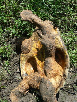 Image of Macrochelys