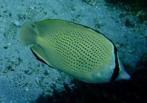 Image of Citron Butterfly