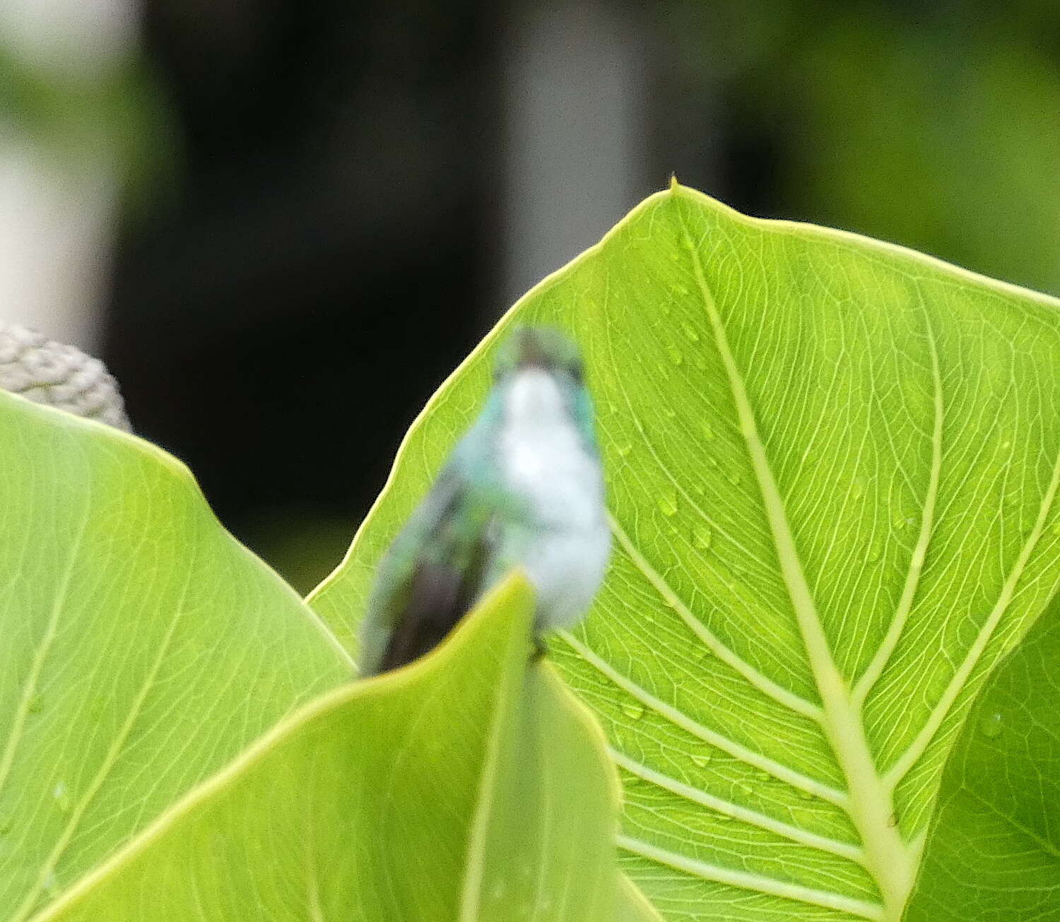 Image of Plain-bellied Emerald