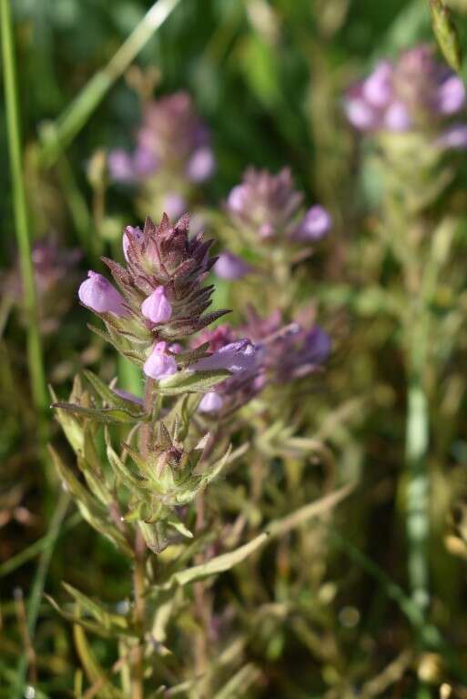 Image of rosy owl's-clover