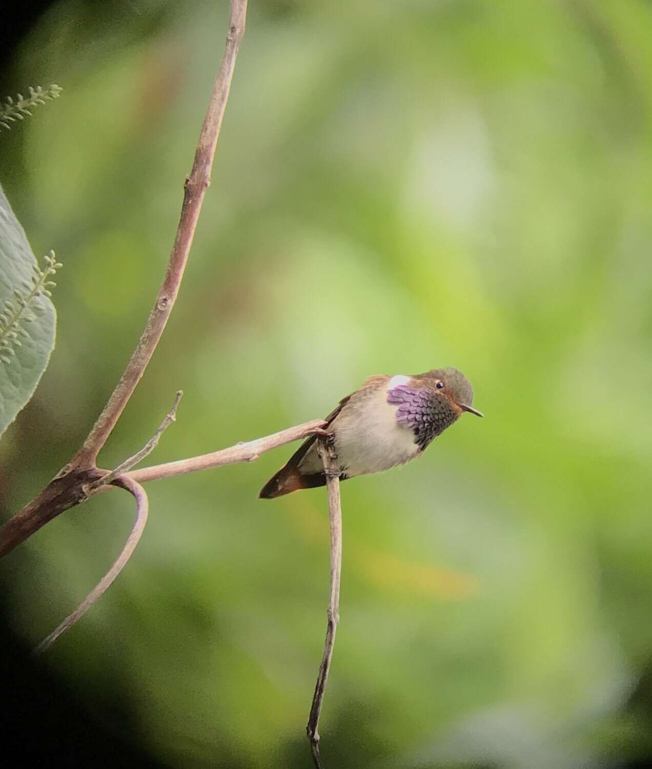 Image of Volcano Hummingbird