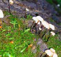 Image of Marasmius delectans Morgan 1905