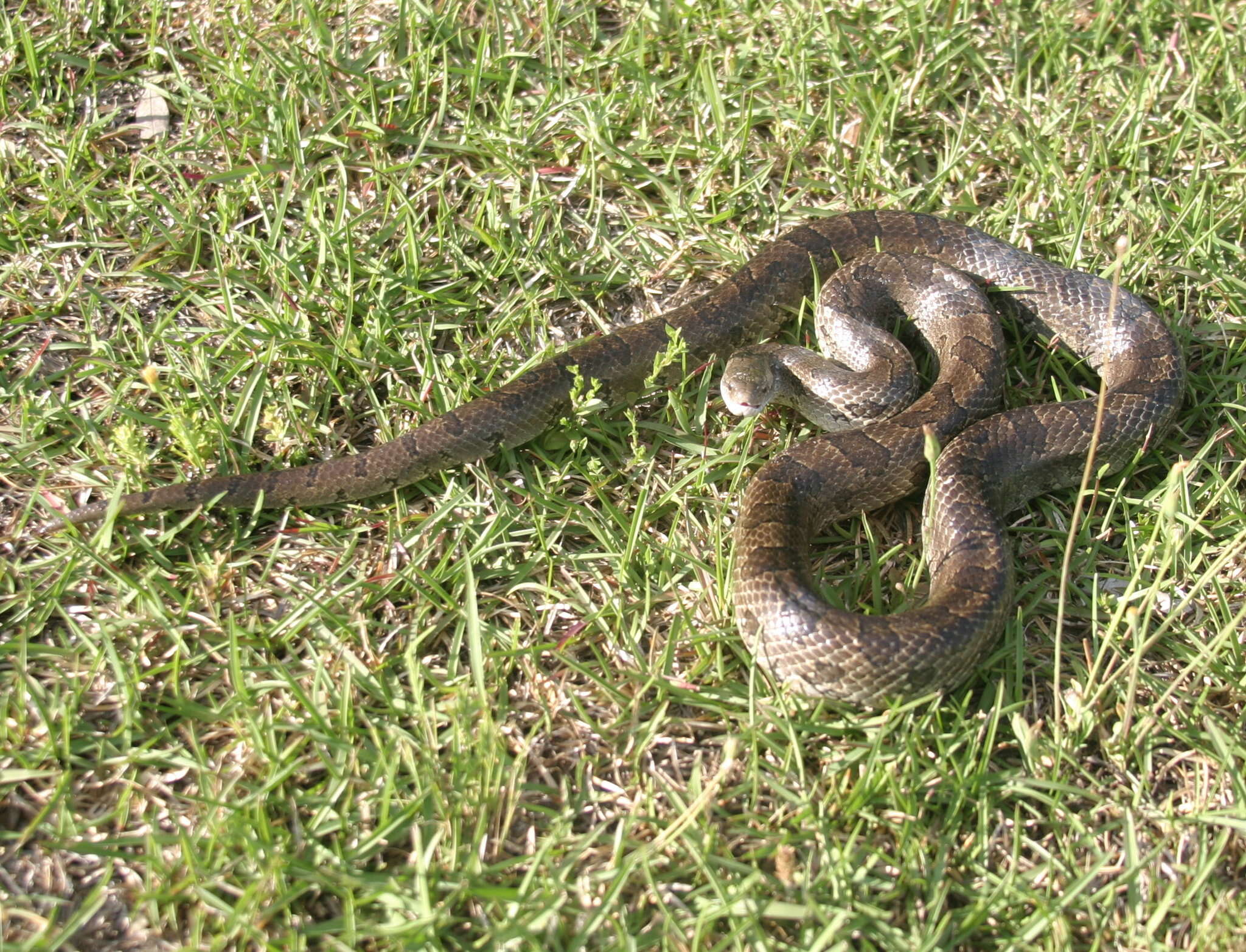 Image of Prairie Kingsnake