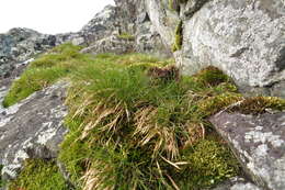 Image of Antarctic hair grass