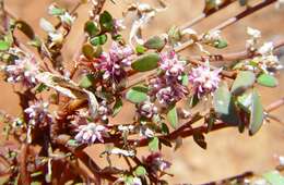 Ptilotus gomphrenoides F. Müll.的圖片