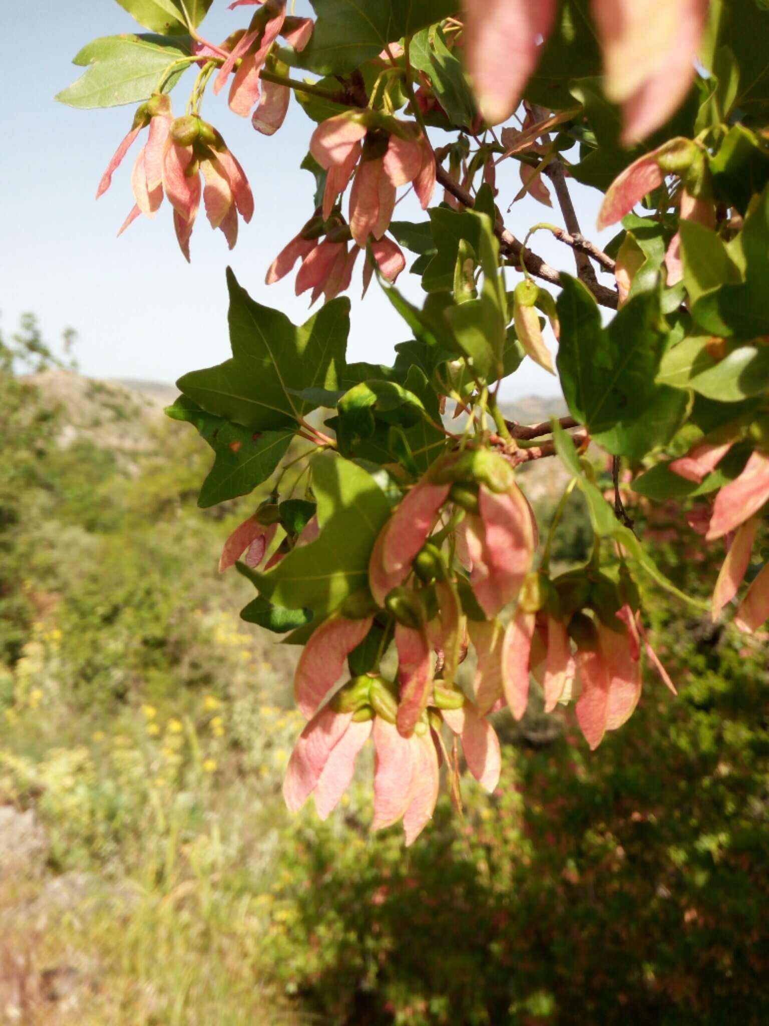 Image of Cretan maple