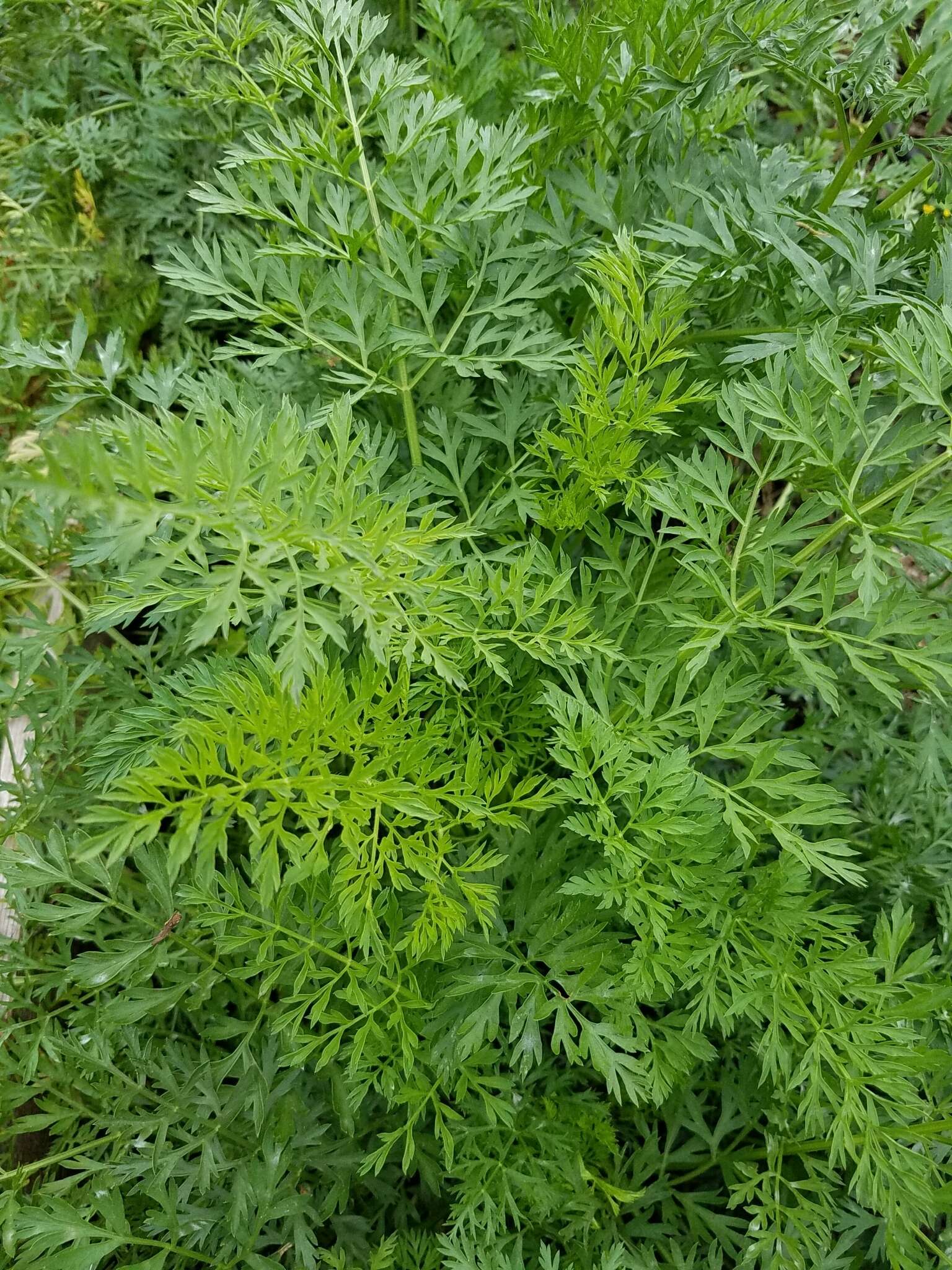 Daucus carota subsp. sativus (Hoffm.) Schübl. & Martens resmi