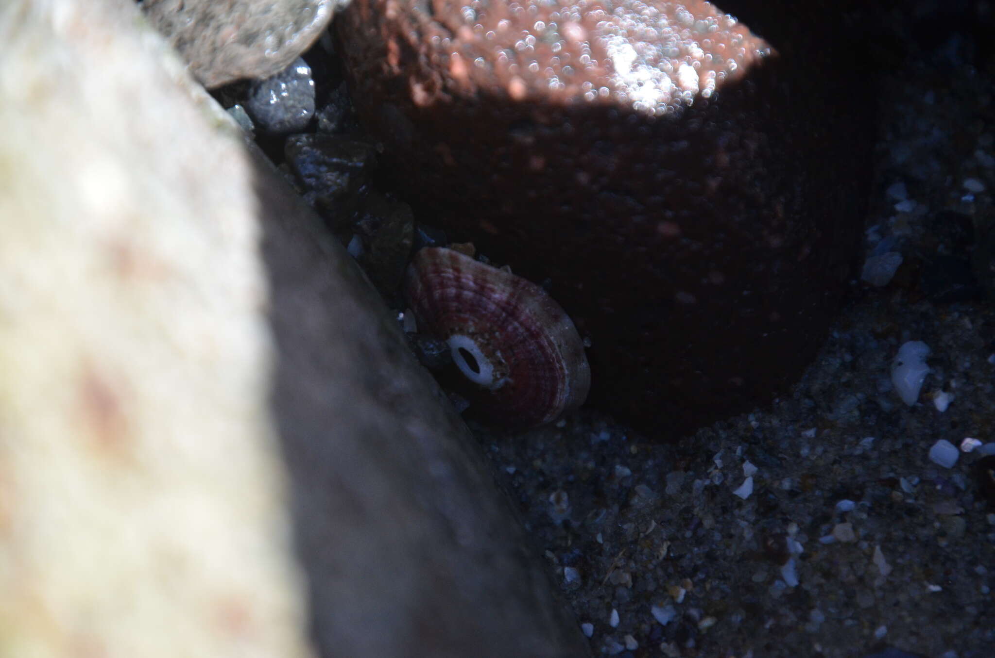 Image of volcano keyhole limpet