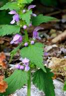 Image of spotted dead-nettle