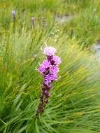 Image of Heller's blazing star