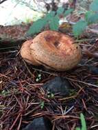 Image of Lactarius rubrilacteus Hesler & A. H. Sm. 1979