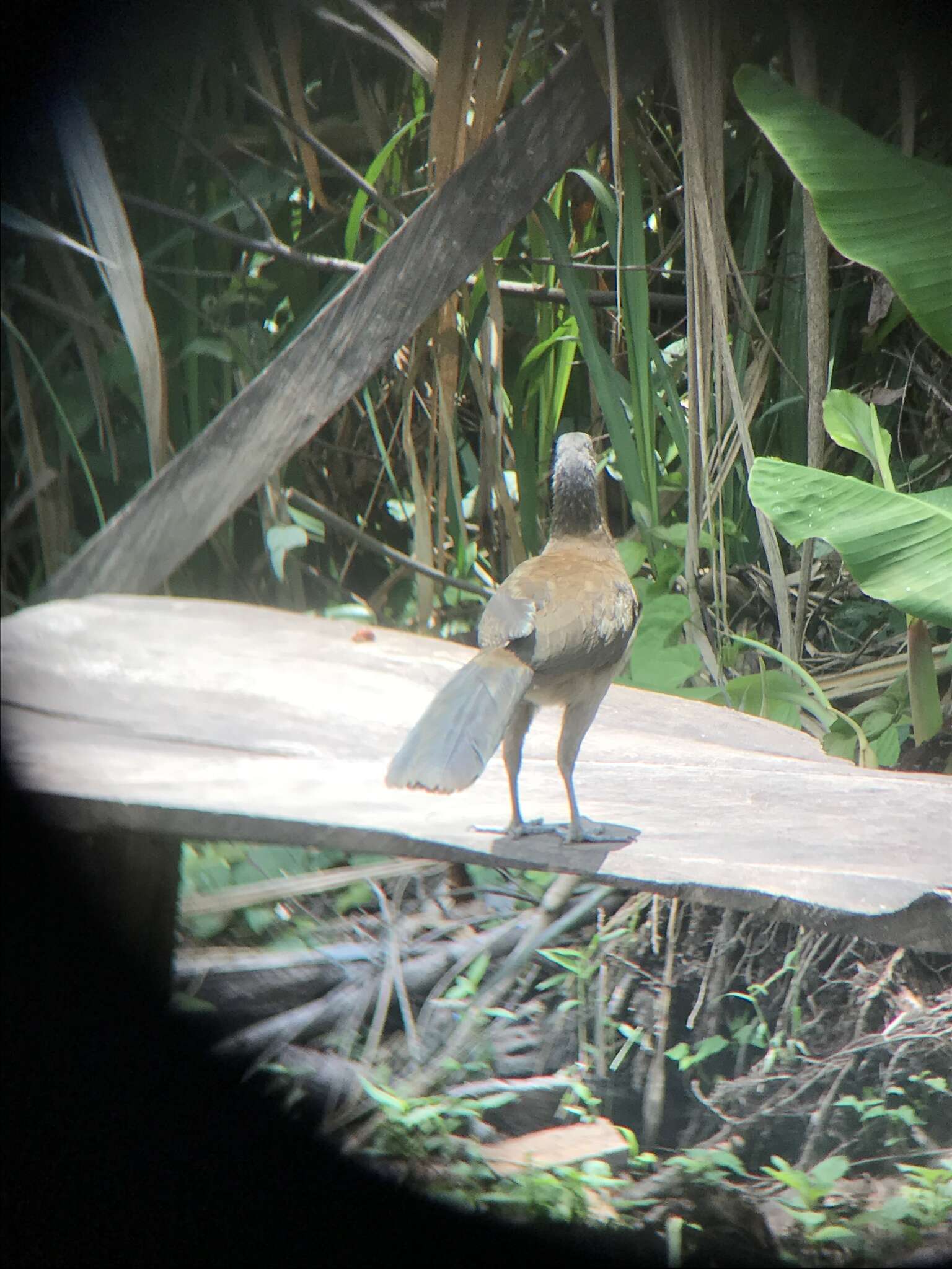 Image of Gray-headed Chachalaca