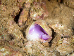 Image of purple coral snail