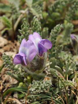 Image de Oxytropis chionobia Bunge