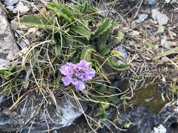 Image de Scabiosa lacerifolia Hayata