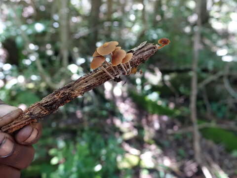 Image of Galerina marginata (Batsch) Kühner 1935