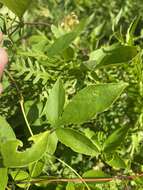 Plancia ëd Clematis vinacea Floden