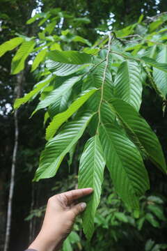 Image of Polyalthia fragrans (Dalzell) Hook. fil. & Thomson