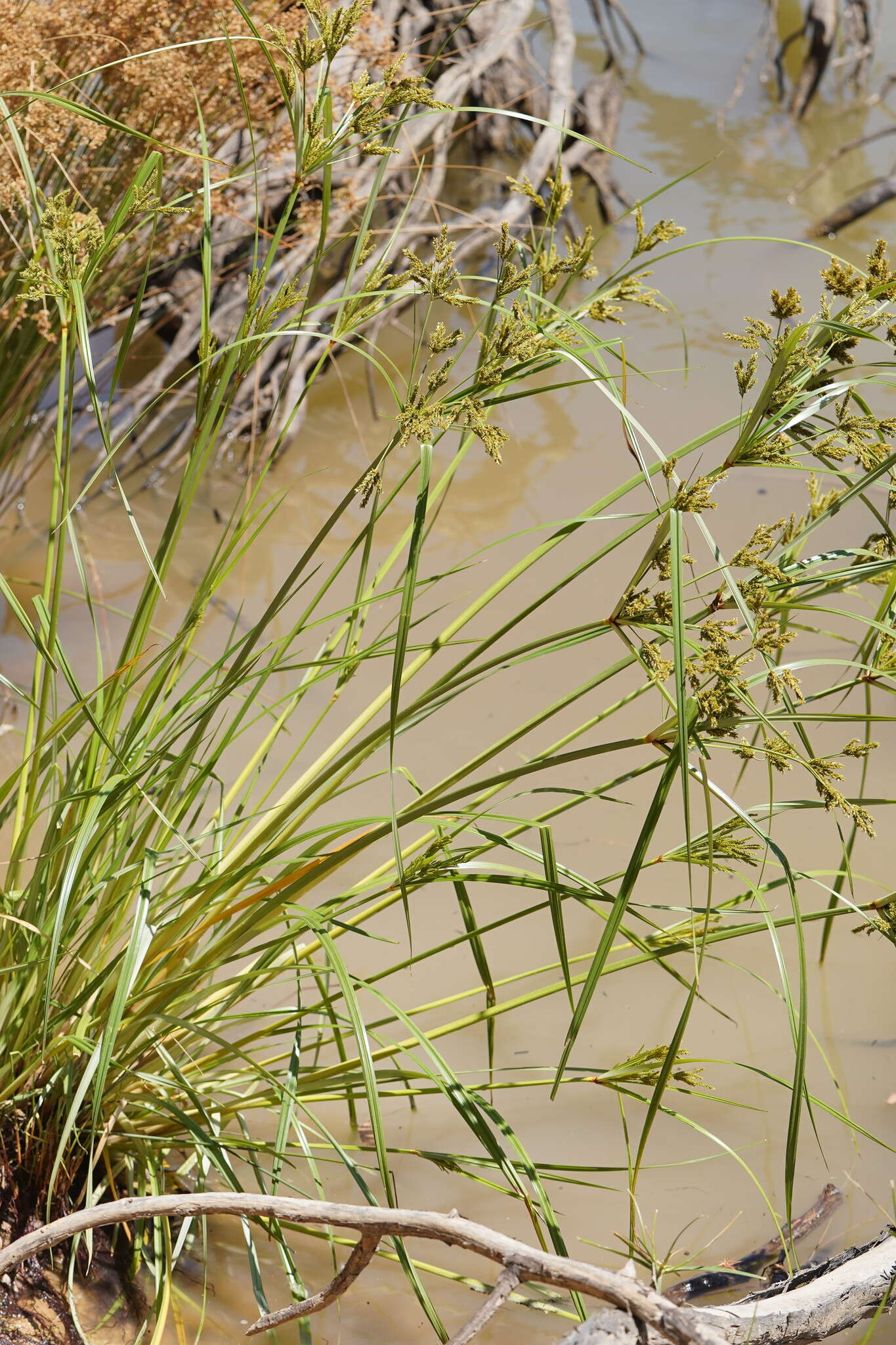 Image de Cyperus exaltatus Retz.