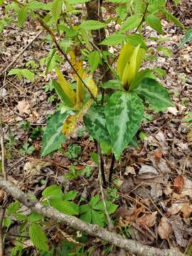 Image de Trillium decipiens J. D. Freeman