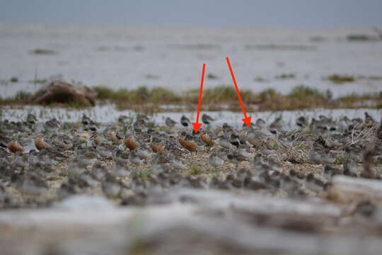 Image of Calidris canutus rufa (Wilson & A 1813)