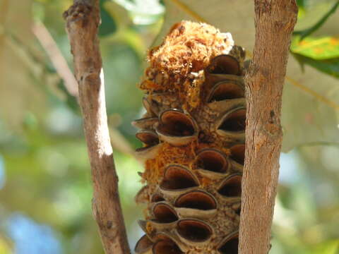 Image of Banksia dentata L. fil.